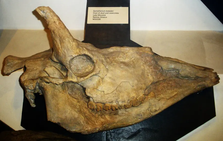 The Samotherium card