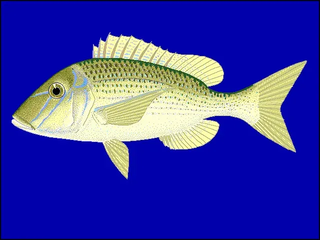 La carte Lethrinus nebulosus