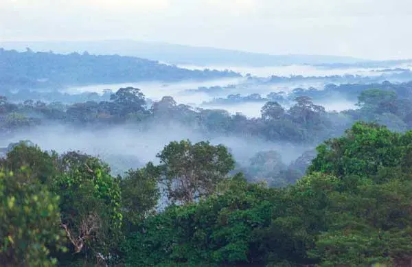 La carte Forêt tropicale