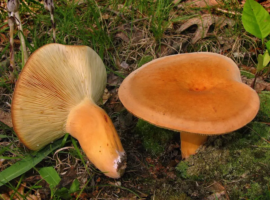 La carte Lactarius volemus