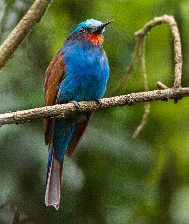 The Blue-headed bee-eater card