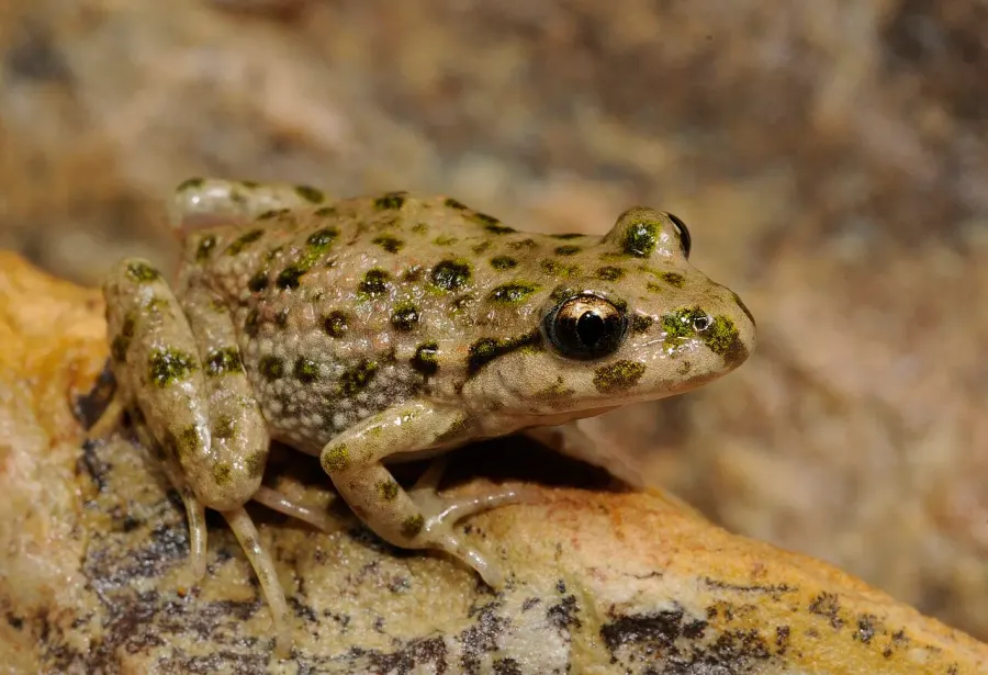 La carte Pelodytes ibericus