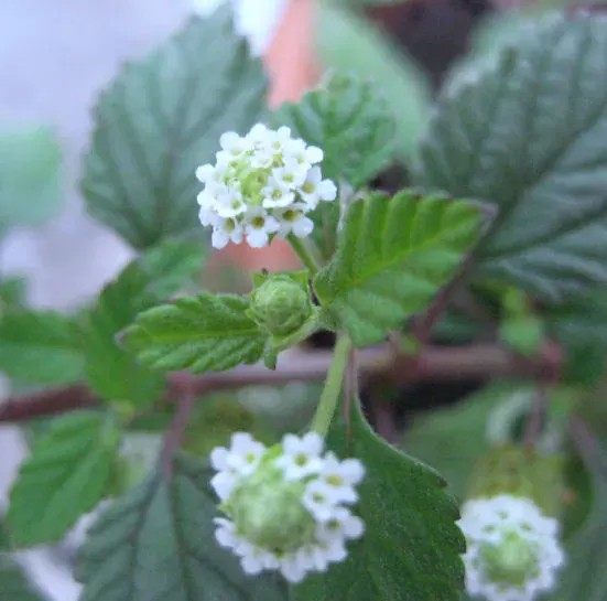 The Lippia card