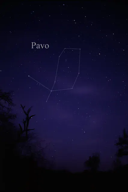 The Pavo card