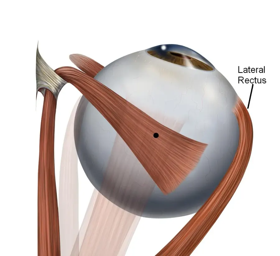 The Lateral rectus muscle card