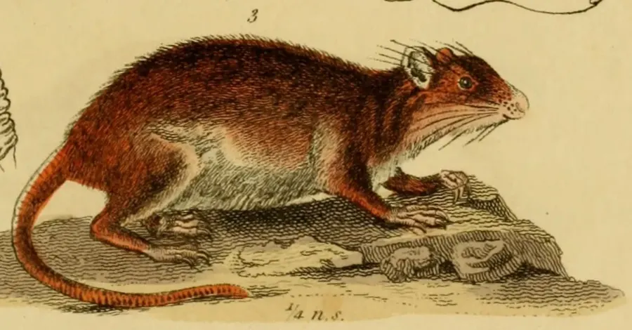 The Guyenne spiny rat card