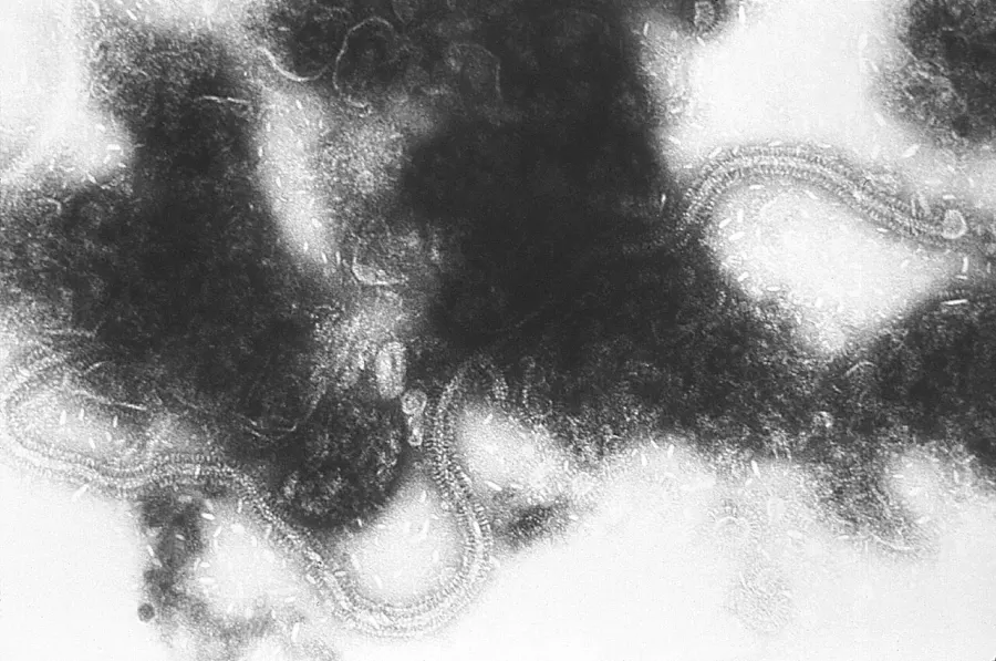 La carte Virus respiratoire syncytial