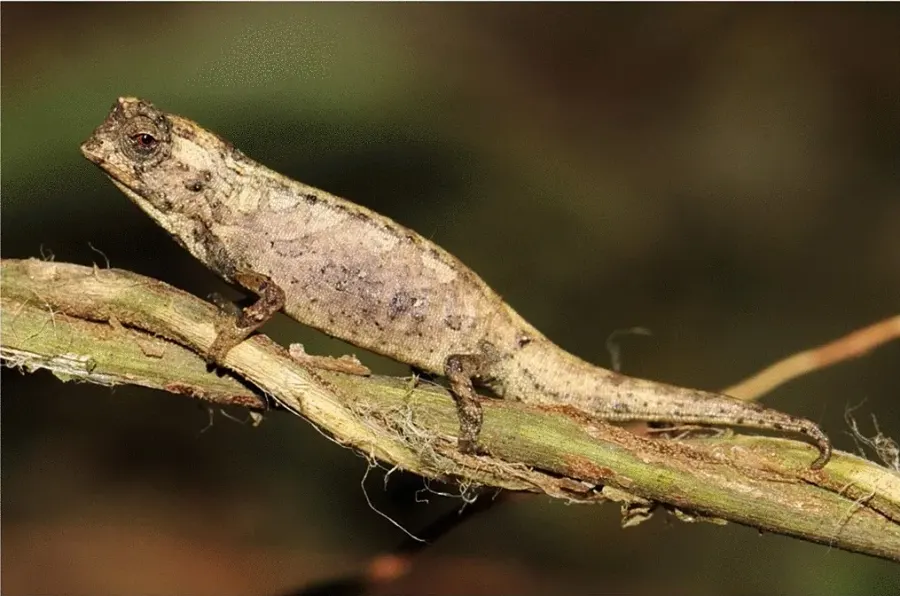 La carte Brookesia nana