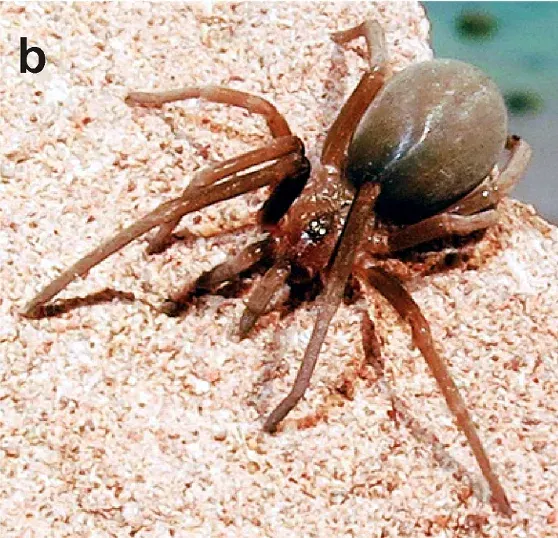 The Crevice weaver card