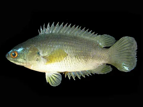 La carte Anabas testudineus