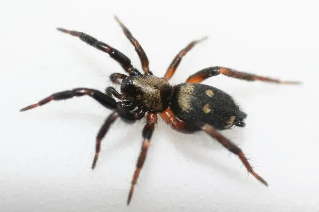 La carte Gnaphosidae