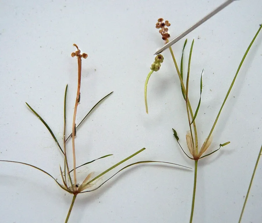 La carte Potamogeton trichoides