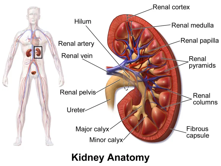 The Kidney disease card