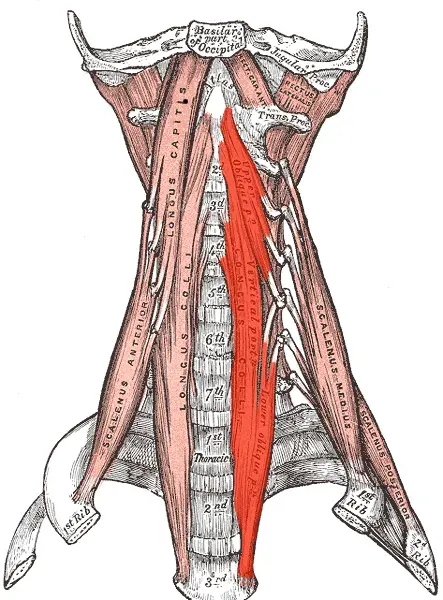 La carte Muscle long du cou