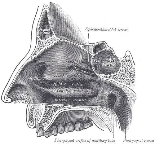 The Soft palate card