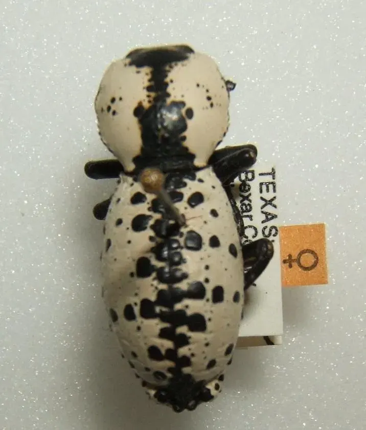 The Zopheridae card
