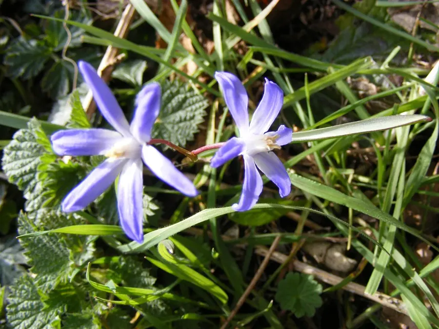 The Scilla sect. Chionodoxa card