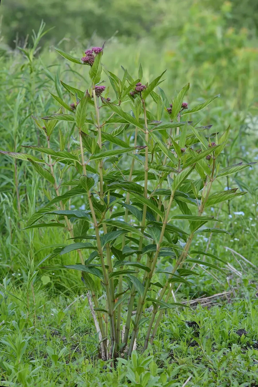 The Asclepias incarnata card
