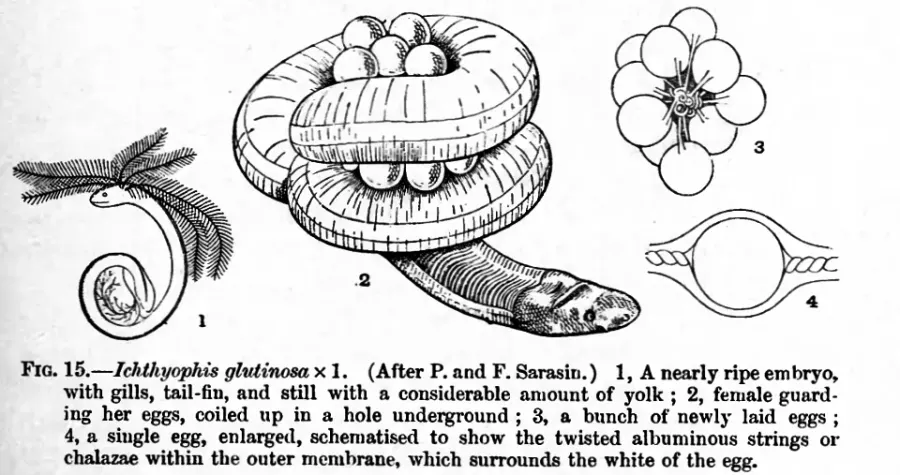 The Ichthyophis glutinosus card