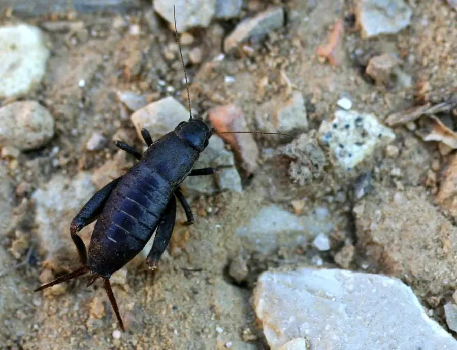 The Mogoplistidae card