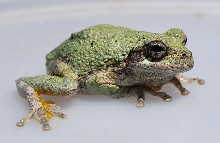 The Cope's gray treefrog card