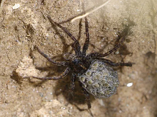 The Pardosa monticola card