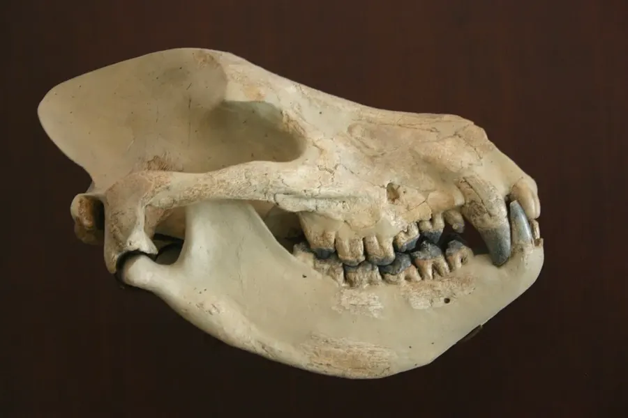 La carte Mesonychidae
