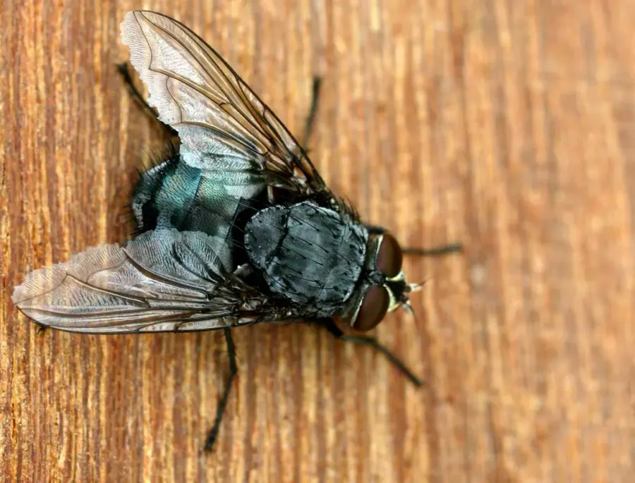 The Calliphora vicina card