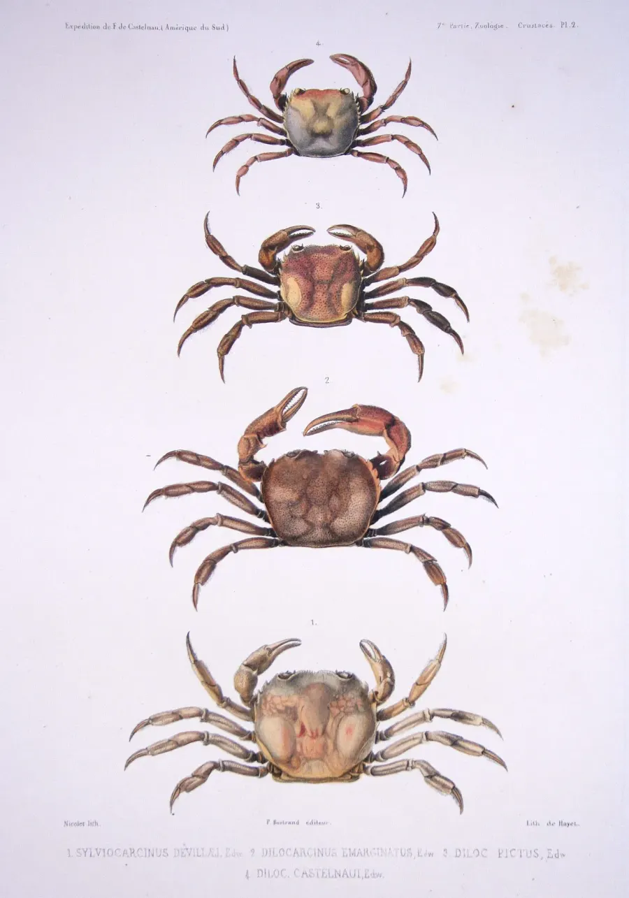 The Trichodactylidae card