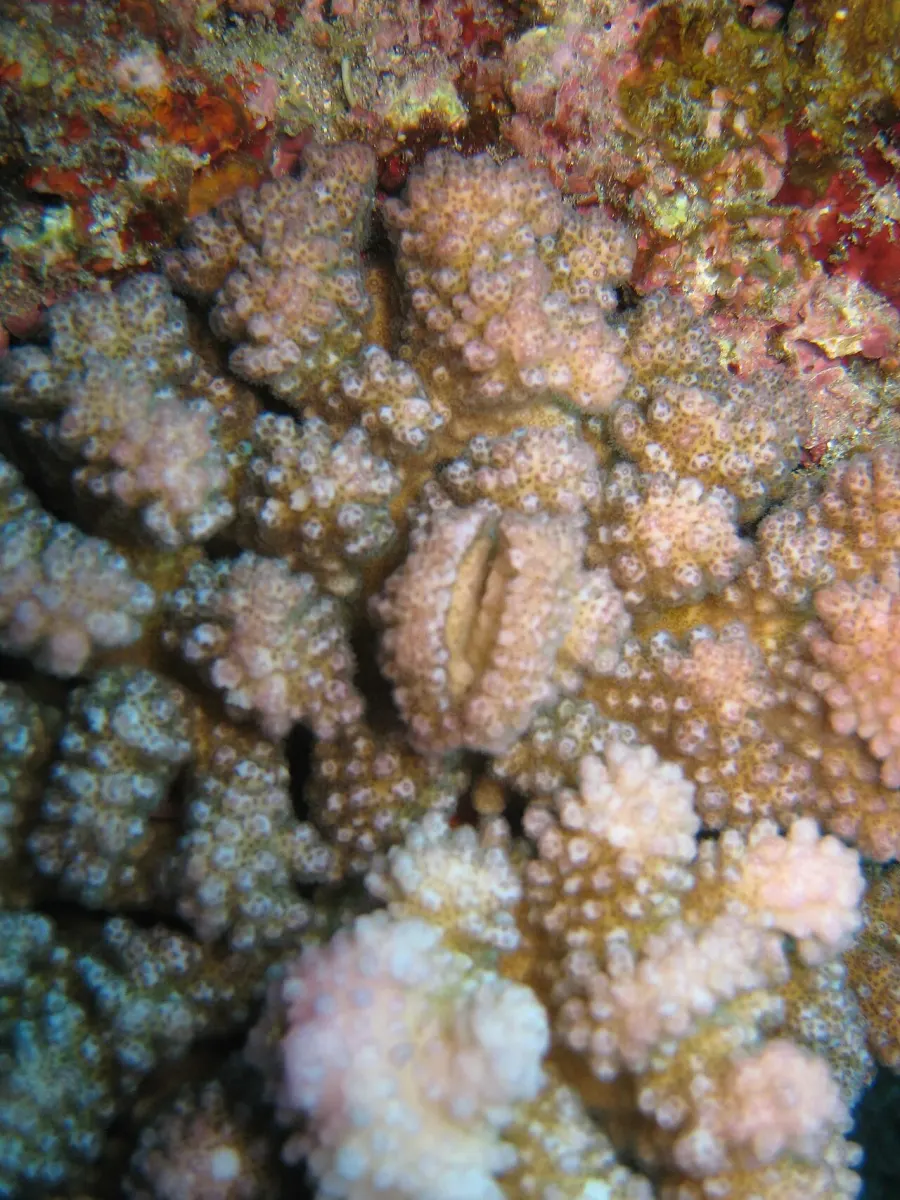 La carte Cryptochiridae