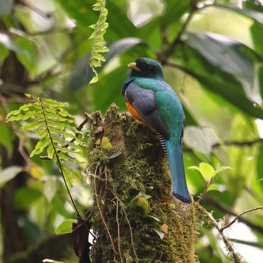 La carte Trogon à ventre orange