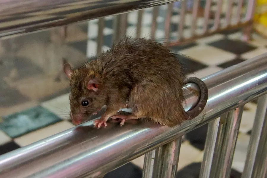 La carte Rattus rattus