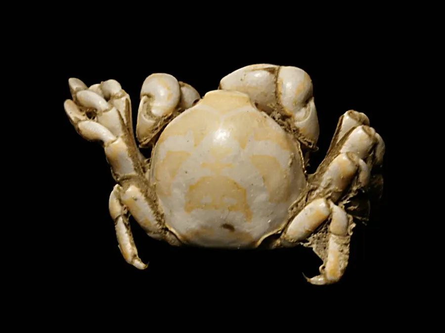 La carte Pinnotheridae
