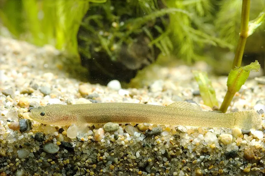 The Luciogobius card