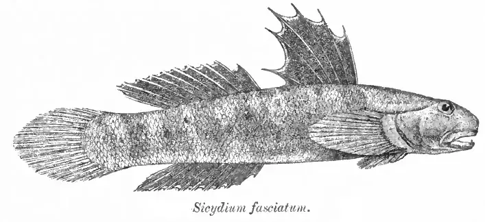 La carte Sicyopterus