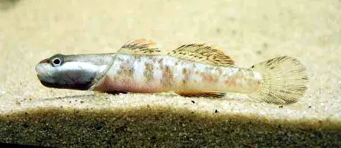 The Rhinogobius card