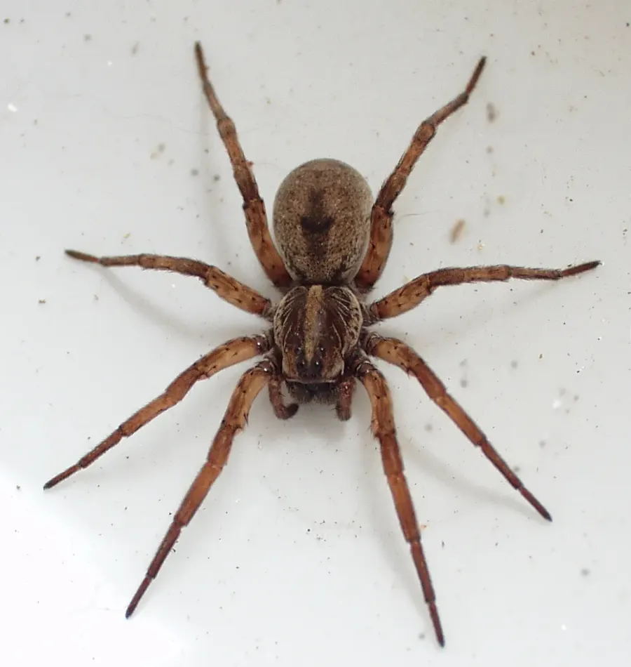 La carte Lycosidae