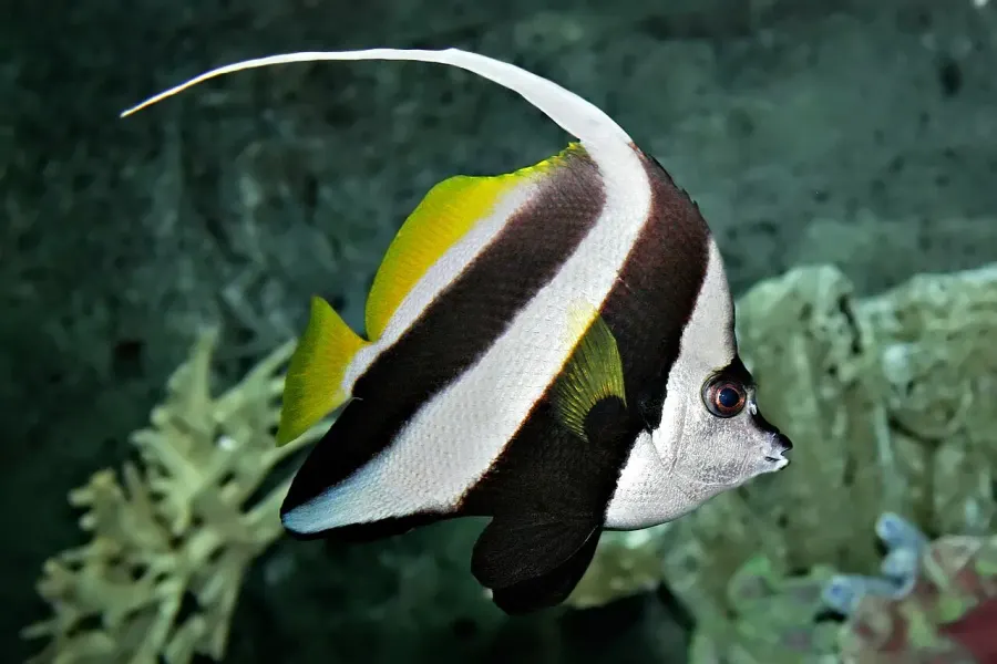The Pennant coralfish card