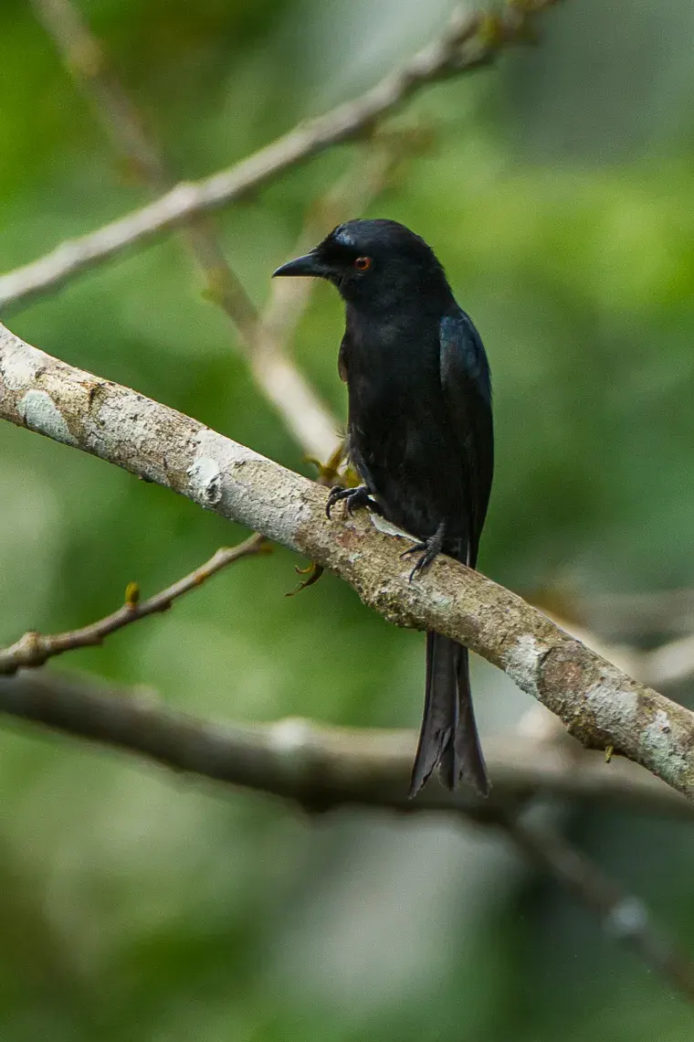 La carte Drongo modeste