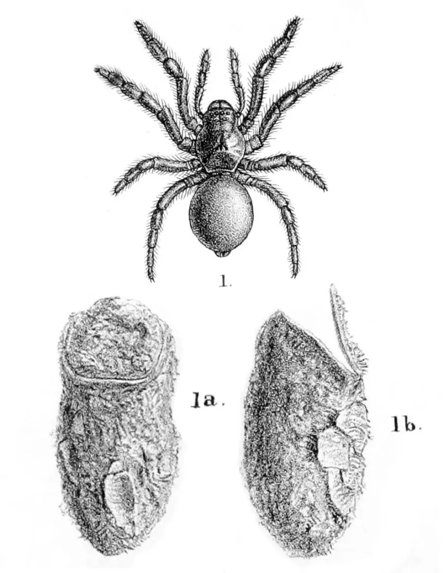La carte Migidae