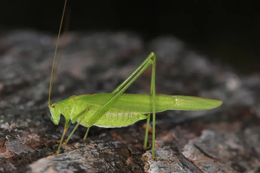 La carte Phaneroptera falcata
