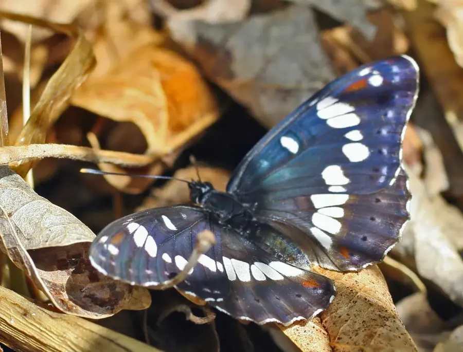 The Limenitis card