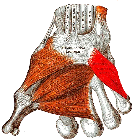 The Opponens digiti minimi muscle of hand card