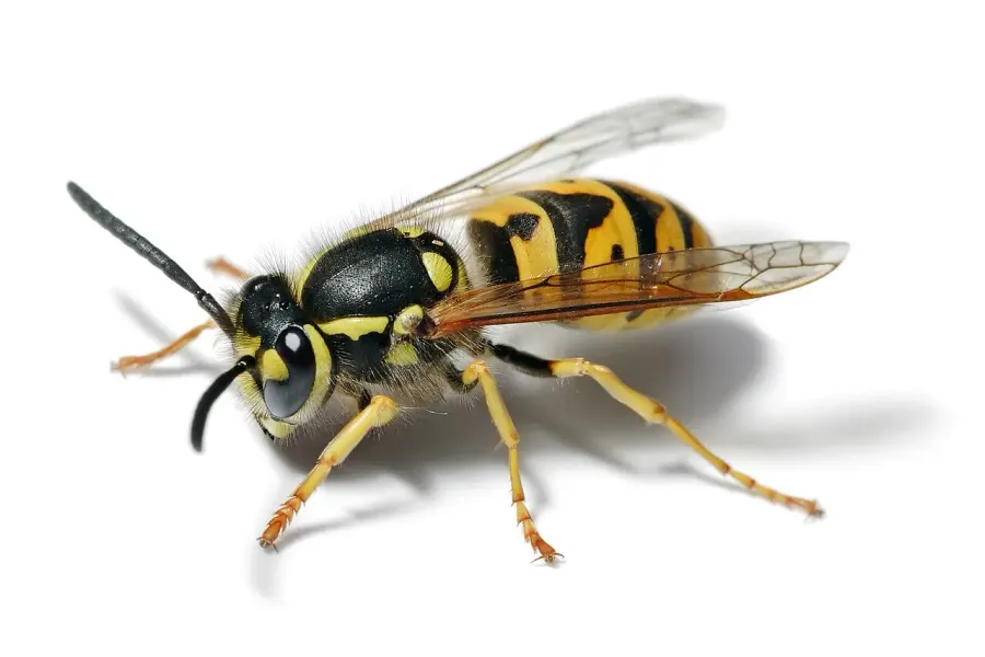 La carte Vespula