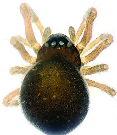 La carte Mysmenidae