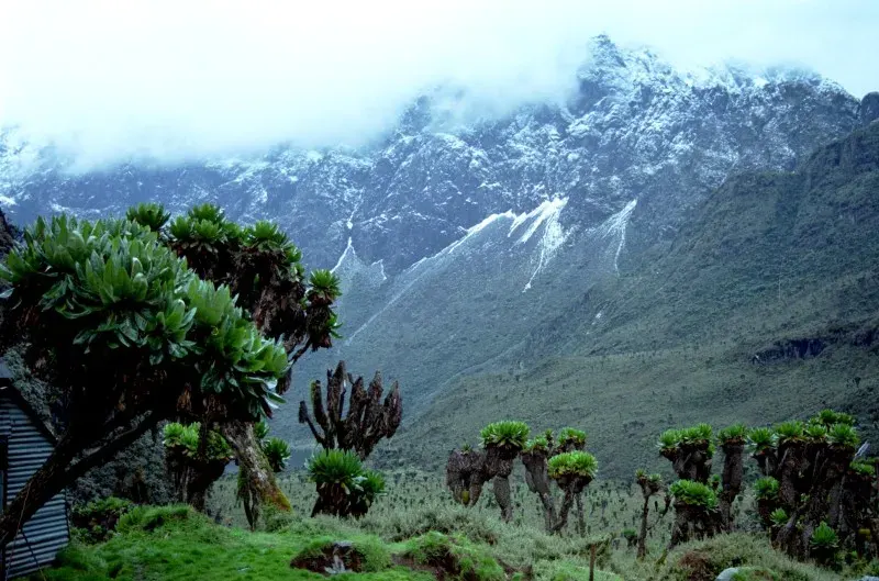 La carte Rwenzori