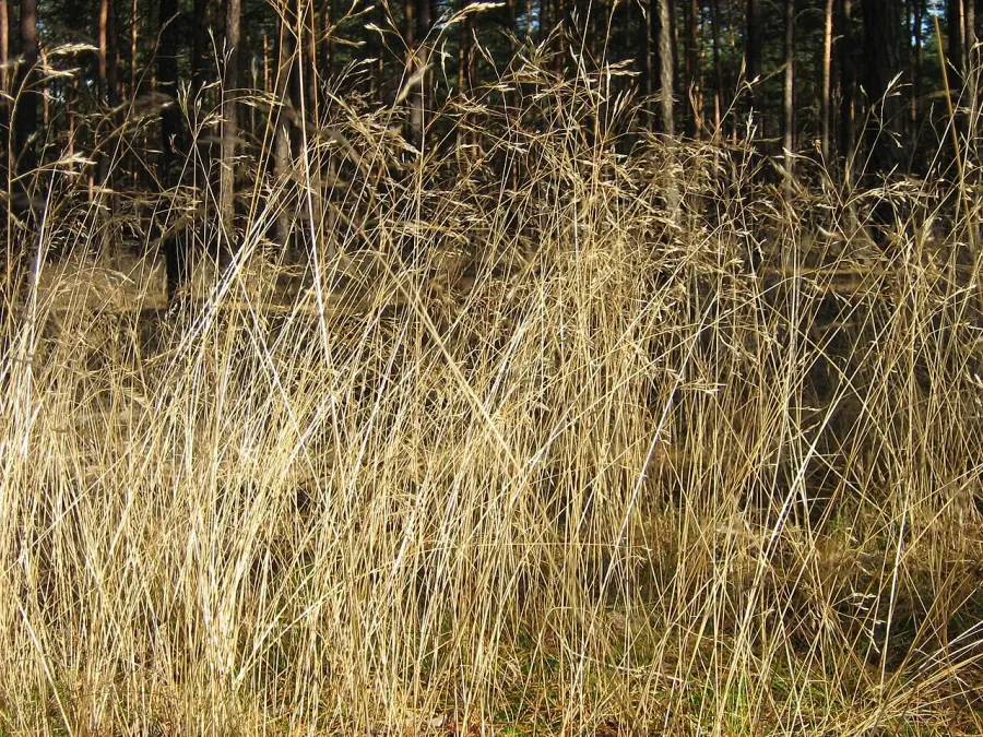 La carte Avenella flexuosa