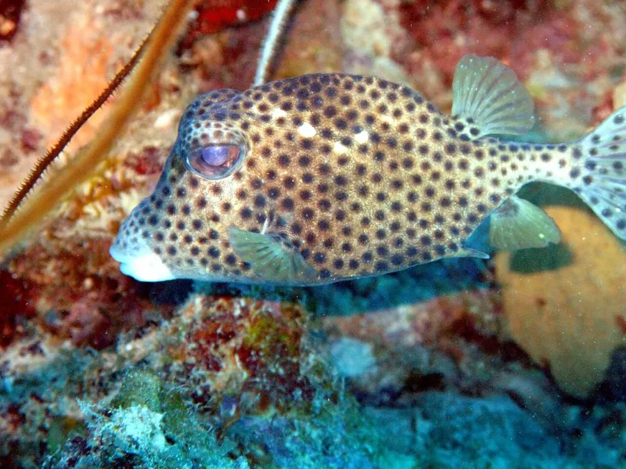 The Spotted trunkfish card
