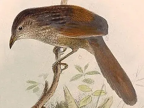 La carte Dasyorne à long bec