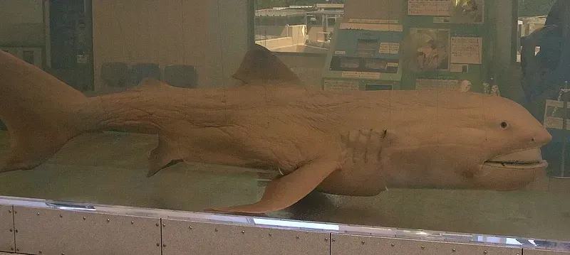 La carte Requin grande-gueule